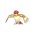 pidgeotto